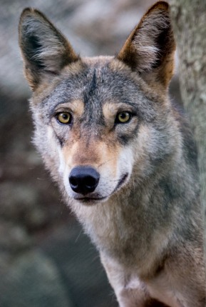Indian Wolf - Punjab Wildlife and Parks Department