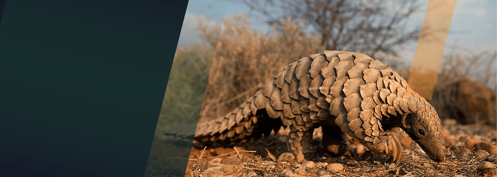 Our Wildlife Punjab Wildlife And Parks Department our-wildlife-punjab-wildlife-and-parks-department